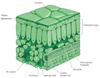 Cross Section of a Leaf