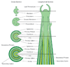 Cross Section of a Stem