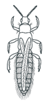 Example of a Thrip