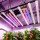 2026 Spider Farmer UV30 & IR16 LED Grow Light Bars Set (60cm)
