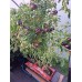 AutoPot Tray2Grow Slim Kit AutoPot Tray2Grow Slim Kit