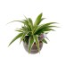 Houseplant Focus Drip Feeders