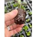 Plug Life - Peat Mix Propagation Plugs (Tray of 104)