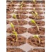 Plug Life - Peat Mix Propagation Plugs (Tray of 104)