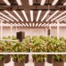 Spider Farmer Genius Grow System SensorPro Kits with CO2 Sensor and PAR Meter Spider Farmer Genius Grow System SensorPro Kits with CO2 Sensor and PAR Meter