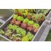 Start Set for raised bed/beds (35 plants)