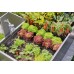 Start Set for raised bed/beds (35 plants)