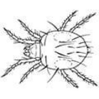 Bugs / Pests / Disease Control