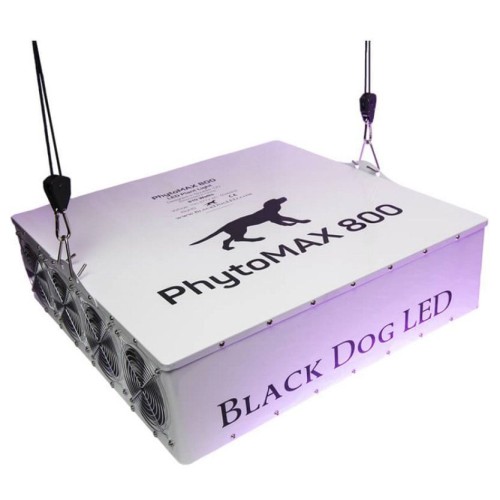 Black dog led 800 store
