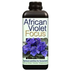 African Violet Focus