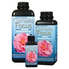 Camellia Focus