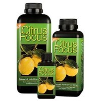 Citrus Focus