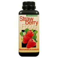 Strawberry Focus