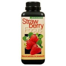 Strawberry Focus