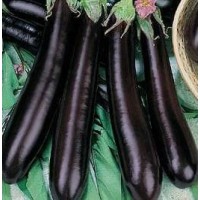 Aubergine 1 packet (660 seeds)