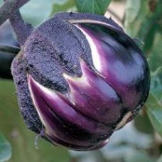 Aubergine 1 packet (400 seeds)