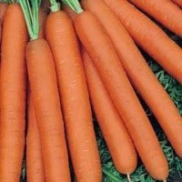Carrot 1 packet (7200 seeds)