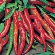 Chili Peppers 1 packet (50 seeds)