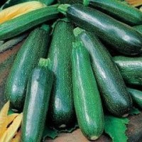 Zucchino Nano Verde di Milano Seeds