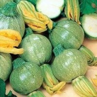 Courgette 1 packet (45 seeds)