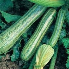 Courgette 1 packet (54 seeds)