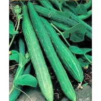 Cucumber 1 packet (120 seeds)
