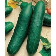 Cucumber 1 packet (120 seeds)