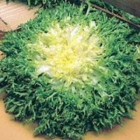 Endive 1 packet (4000 seeds)