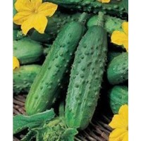 Gherkin 1 packet (150 seeds)