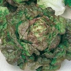 Lettuce 1 packet (6400 seeds)