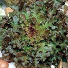 Lettuce 1 packet (4000 seeds)