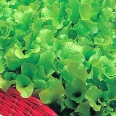 Lettuce 1 packet (7000 seeds)