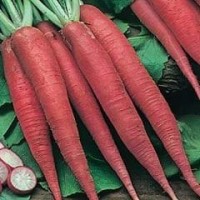 Radish 1 packet (1800 seeds)