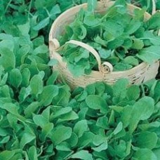 Rocket 1 packet (6000 seeds)