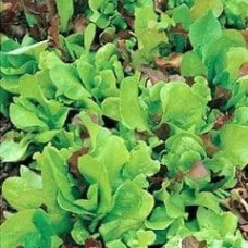 Salad Leaves Mixture 1 packet (6000 seeds)