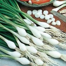 Onion 1 packet (1400 seeds)