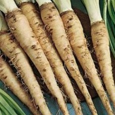 Salsify 1 packet (500 seeds)