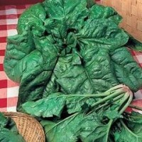 Spinach 1 packet (1200 seeds)