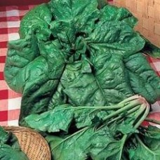 Spinach 1 packet (1200 seeds)