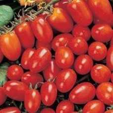 Tomato 1 packet (600 seeds)