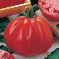 Tomato 1 packet (390 seeds)