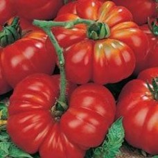 Tomato 1 packet (450 seeds)