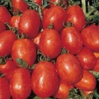 Tomato 1 packet (450 seeds)