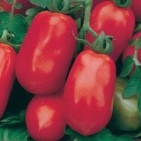 Tomato 1 packet (450 seeds)