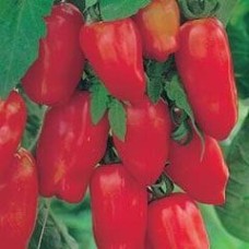 Tomato 1 packet (300 seeds)