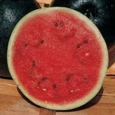 Melon 1 packet (12 seeds)