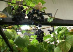 Hydroponic Grapes