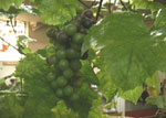 Hydroponic Grapes