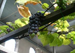 Hydroponic Grapes