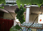 Hydroponic Grapes